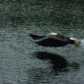 Fishing Eagle