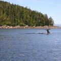 Humpback Whale on the fishing grounds