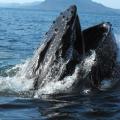 Feeding Humpback Whale