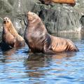 Sea Lions