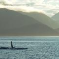 Orca approaching the fishing grouds