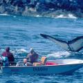 Humpback Whale viewing