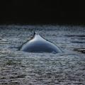 Humpback Whale