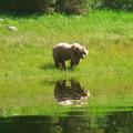 Grizzly on the grass in the Khutzmeteen
