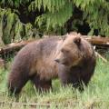 Grizzly viewing on the Khutzmeteen Grizzly Reserve