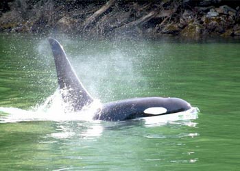 Wildlife Viewing - whales